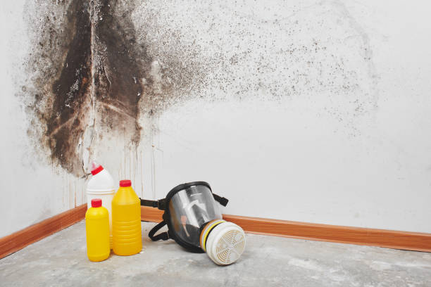 Best Mold Removal Company Near Me  in Fergus Falls, MN