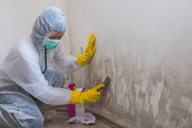 Best Local Mold Removal Service  in Fergus Falls, MN