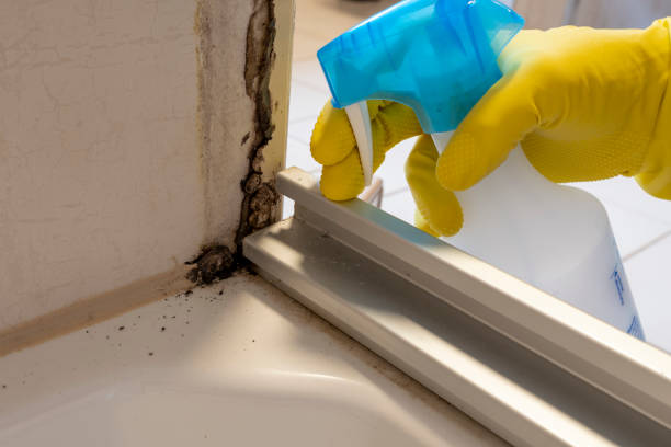 Best Attic Mold Removal  in Fergus Falls, MN