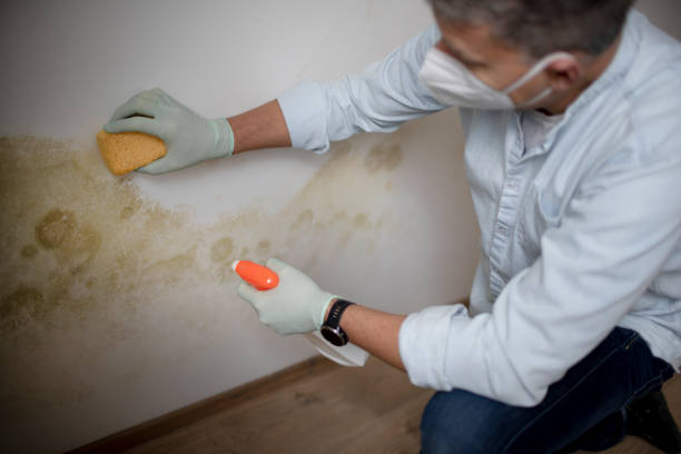 Best Attic Mold Removal  in Fergus Falls, MN