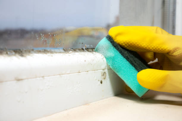 Best Professional Mold Removal  in Fergus Falls, MN