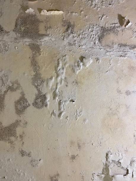 Best Mold Testing  in Fergus Falls, MN