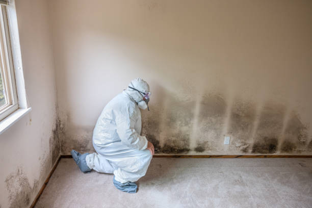 Best Mold Cleaning Services  in Fergus Falls, MN
