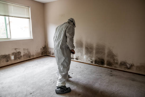 Best Office Mold Removal Services  in Fergus Falls, MN
