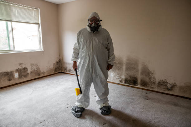 Best Home Mold Removal  in Fergus Falls, MN