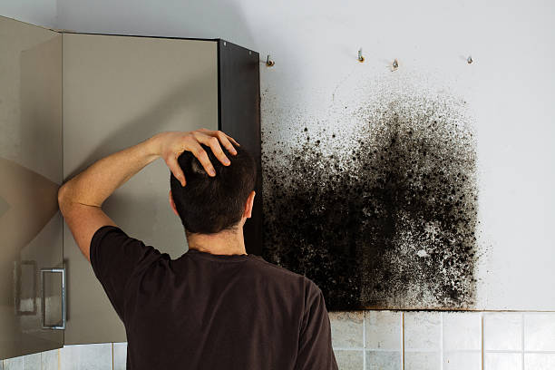 Best Fast Mold Removal  in Fergus Falls, MN